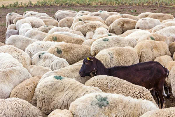 Black goat is among white sheep. — Stock Photo, Image