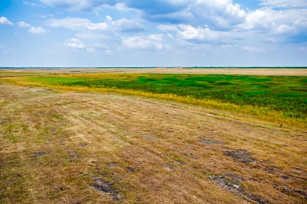 Half green and half dry grass field. — Stock Photo, Image