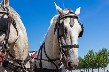 Saman içinde iki taslak at nalı