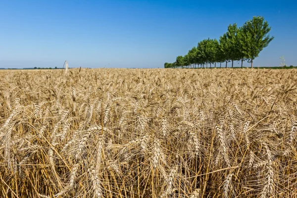 Campo com trigo maduro . — Fotografia de Stock