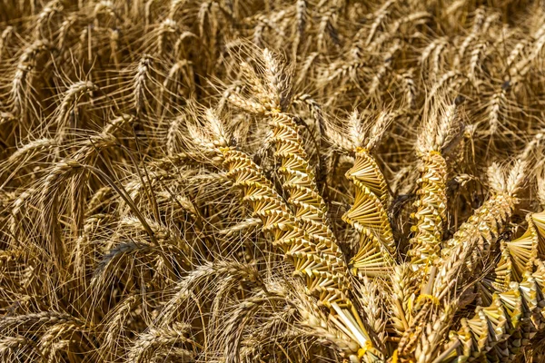 Weizenweberei, gedrehtes Korn wie ein Dna-Array. — Stockfoto