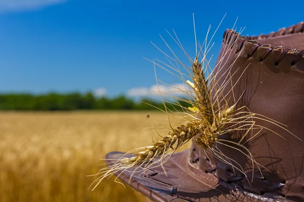 Wheat ears on farmer's hat. — Stock Photo, Image