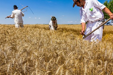 Orakçı takımız kesme buğday.