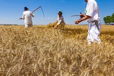 İki çiftçi buğday kesiyor.