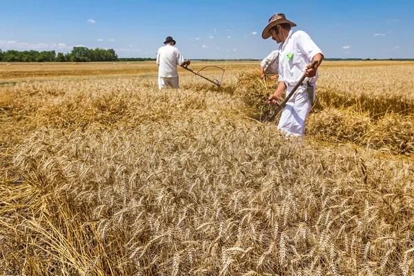 Team van reapers zijn snijden tarwe. — Stockfoto