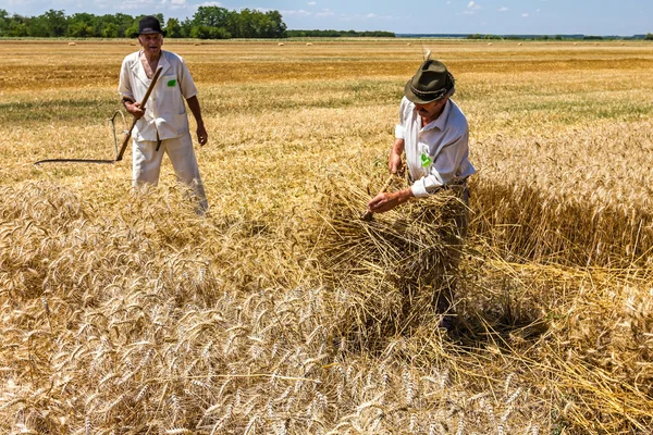 Oogsttijd. — Stockfoto