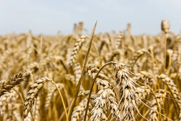 Weizenähren. — Stockfoto