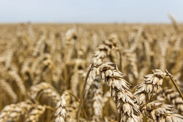 Uši pšenice. — Stock fotografie