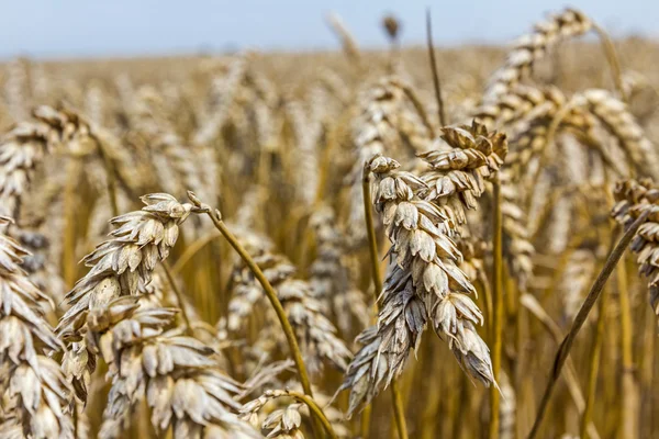 Weizenähren. — Stockfoto