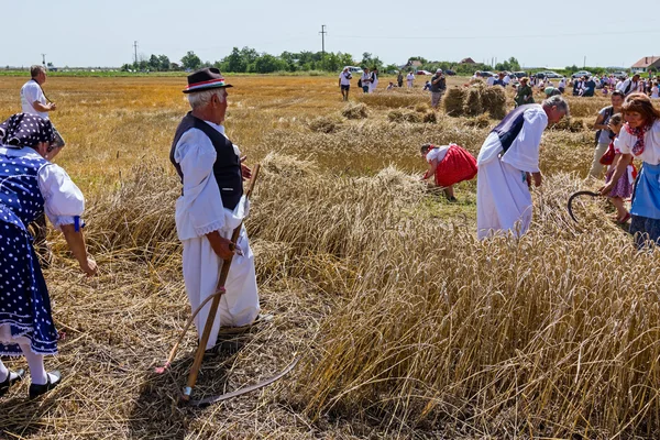 La gente está cosechando trigo manualmente de una manera rural tradicional . — Foto de Stock