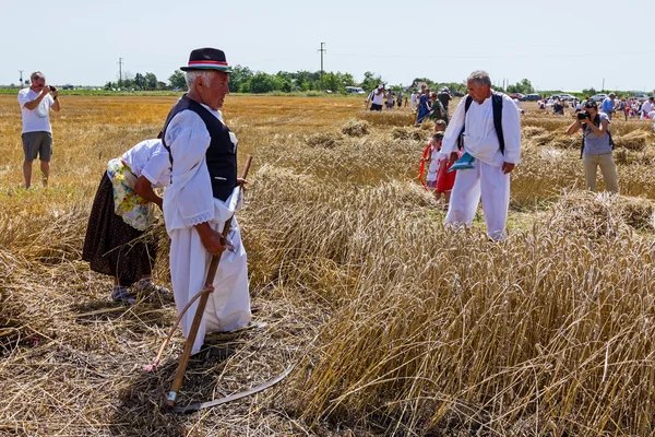 La gente está cosechando trigo manualmente de una manera rural tradicional . — Foto de Stock