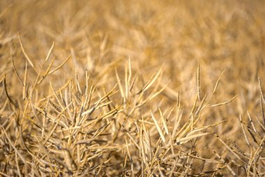 Olgun, olgun kolza tohumu kanolaları ya da tarlalarda petrol endüstrisinde yeşil enerji olarak kullanılmak üzere hasat için hazır kolza bitkileri..