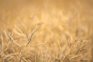 Olgun, olgun kolza tohumu kanolaları ya da tarlalarda petrol endüstrisinde yeşil enerji olarak kullanılmak üzere hasat için hazır kolza bitkileri..