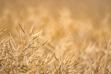 Olgun, olgun kolza tohumu kanolaları ya da tarlalarda petrol endüstrisinde yeşil enerji olarak kullanılmak üzere hasat için hazır kolza bitkileri..