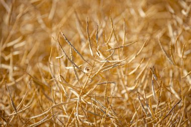 Olgun, olgun kolza tohumu kanolaları ya da tarlalarda petrol endüstrisinde yeşil enerji olarak kullanılmak üzere hasat için hazır kolza bitkileri..