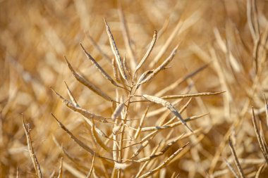 Olgun, olgun kolza tohumu kanolaları ya da tarlalarda petrol endüstrisinde yeşil enerji olarak kullanılmak üzere hasat için hazır kolza bitkileri..