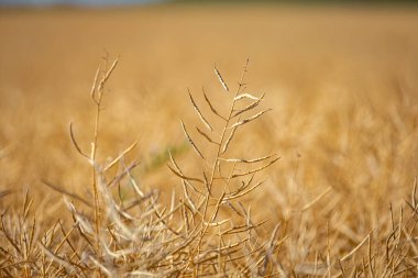 Olgun, olgun kolza tohumu kanolaları ya da tarlalarda petrol endüstrisinde yeşil enerji olarak kullanılmak üzere hasat için hazır kolza bitkileri..