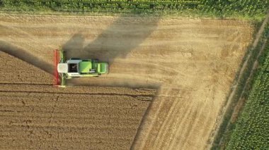 En tepede, doli hareket ediyor, tarımsal hasat aracını takip ediyor, tarım arazilerinde olgun buğday kesip biçerken birleşiyor. Yaz mevsiminde hasat zamanı. 