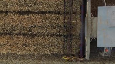 Tarımsal hasat makinesinin üstünde, tarlalarda yetişmiş buğdayları kesip biçerken birleşiyor. Yaz mevsiminde hasat zamanı.