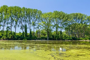 Duckweed Nehri üzerinde