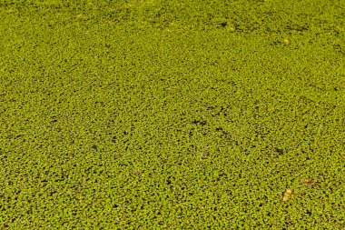 Duckweed yapılan arka plan deseni.