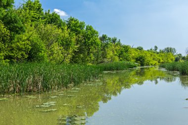 Nehir orman su yansıması ile geniş açı görünümü.