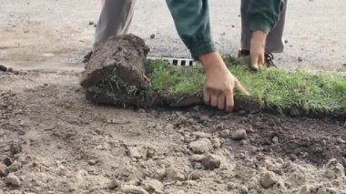 Unrolling çim, çim uygulama için yeni bir çim rulo.