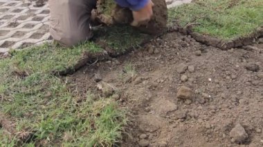 Unrolling çim, çim uygulama için yeni bir çim rulo.