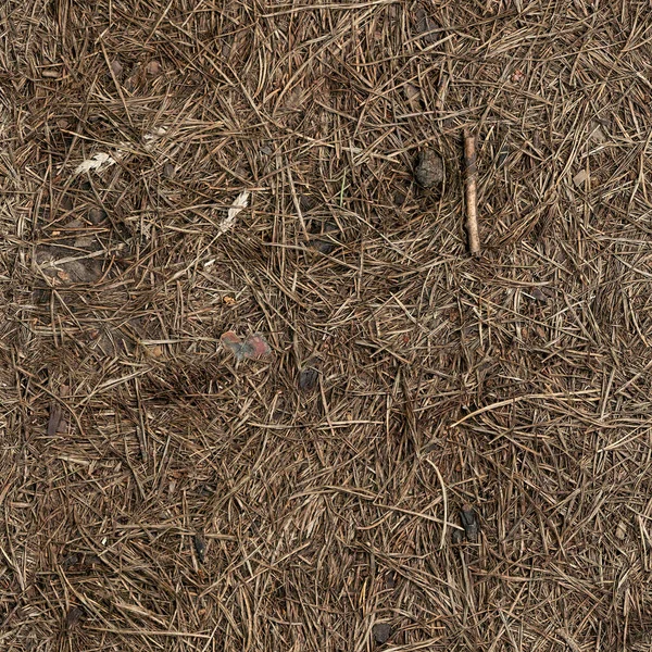 Agujas secas de bosque sin costura textura molida — Foto de Stock