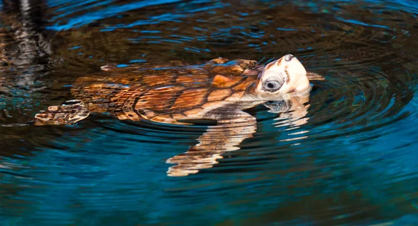 Avustralya'da turtle — Stok fotoğraf