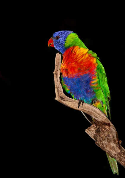Papagaio lorikeet na Austrália — Fotografia de Stock