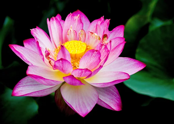 Egzotyczna lilia wodna — Zdjęcie stockowe