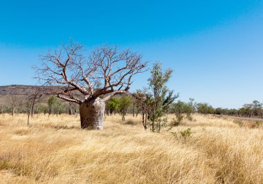 Boab ağaç Kimberley bölge Batı Avustralya benzersiz