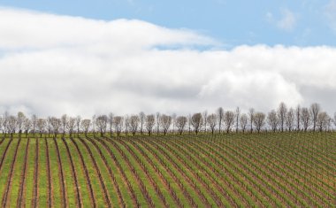 Margaret River bağ Augusta şehri yakınlarında