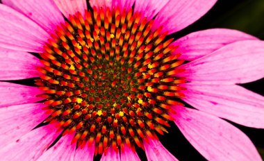 pembe gerbera papatya