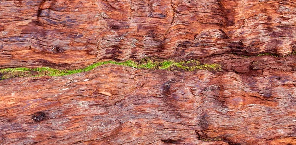 Rough Tree Bark Use Texture Background — Stock Photo, Image