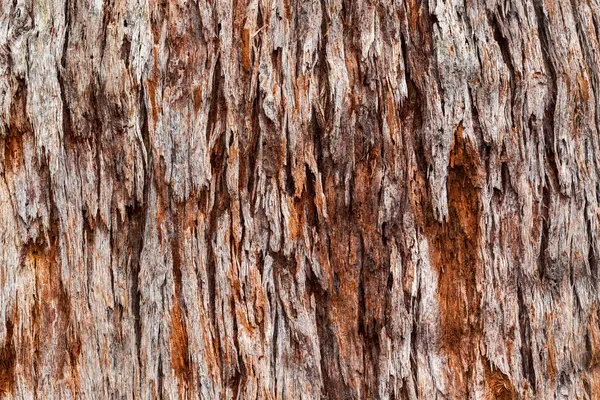 Casca Árvore Áspera Para Usar Como Textura Fundo — Fotografia de Stock