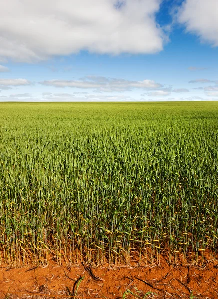 Campo Grano Vicino Renmark Australia Fattorie Sono Molto Grandi — Foto Stock