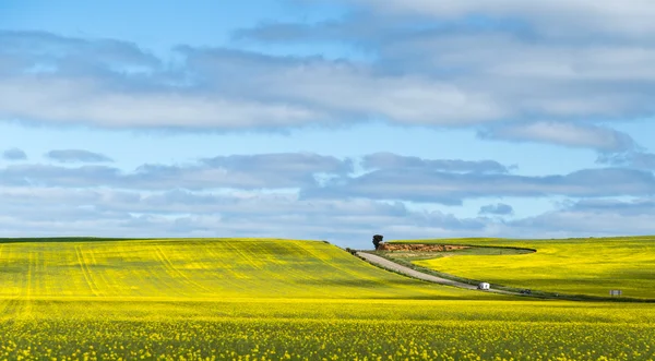 Raps fält i Nsw Australien — Stockfoto