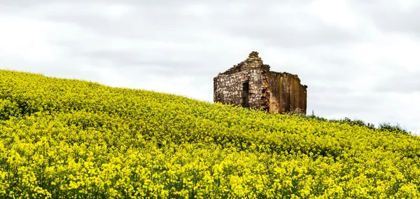 Campos de canola en Nsw Australia — Foto de Stock