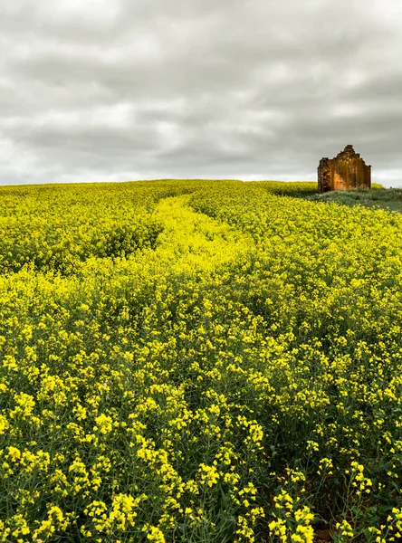 Campos de canola en Nsw Australia — Foto de Stock