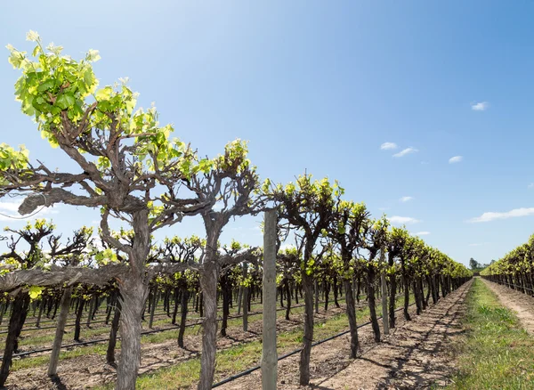 Vinice u Renmark — Stock fotografie