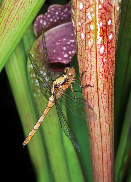 Dragon fly closeup — Φωτογραφία Αρχείου