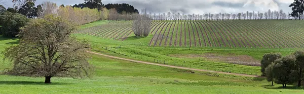 Vignoble à Margaret River — Photo