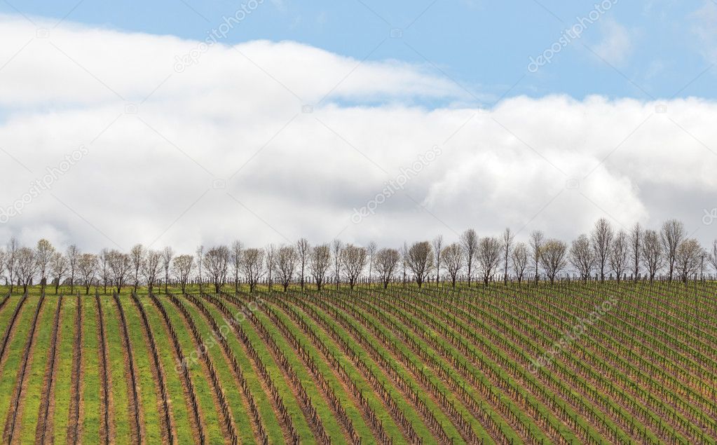 vineyard in Margaret River near town of Augusta