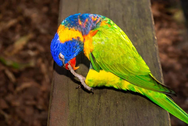 Szivárvány Lorikeet Egy Faj Papagáj Található Ausztráliában Gyakori Keleti Part — Stock Fotó