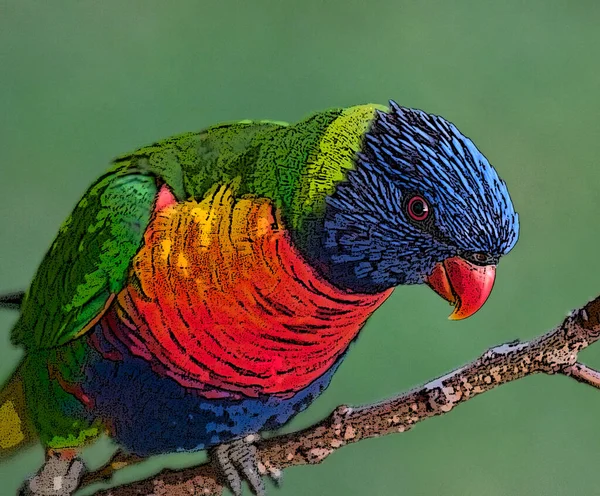 Szivárvány Lorikeet Egy Faj Papagáj Található Ausztráliában Gyakori Keleti Part — Stock Fotó