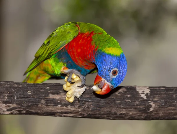 Lóris Arco Íris Uma Espécie Papagaio Encontrado Austrália Comum Longo — Fotografia de Stock
