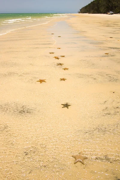 Starfish Sea Stars Star Shaped Echinoderms Belonging Class Asteroidea Starfish — Stock Photo, Image