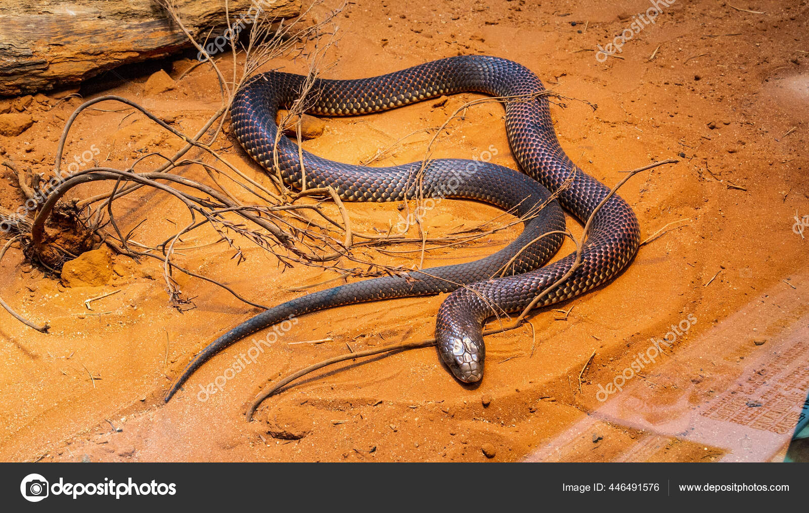 Raja Ular Coklat Beleive Pseudechis Australis Adalah Spesies Ular Berbisa Stok Foto C Markrhiggins 446491576